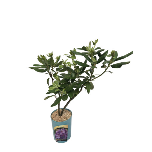 Rhododendron (Azalée) Catawbiense Grandiflorum pot,  4l
