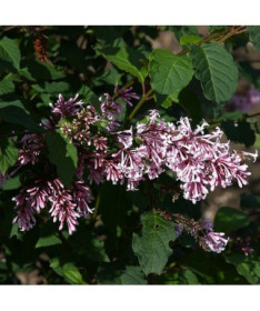 Lilas (Syringa) Josika, pot,  4l
