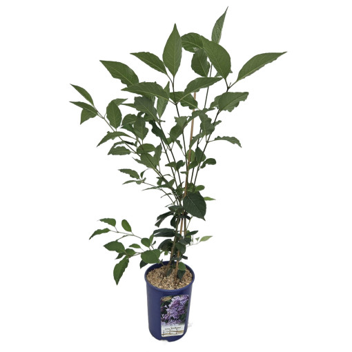 Lilas (Syringa) Josika, pot,  4l