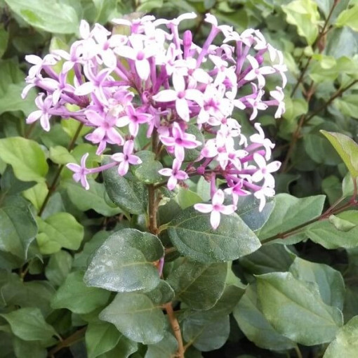 Lilas (Syringa) Red Pixie pot,  4l