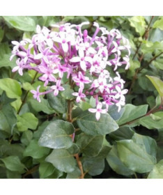 Lilas (Syringa) Red Pixie pot,  4l