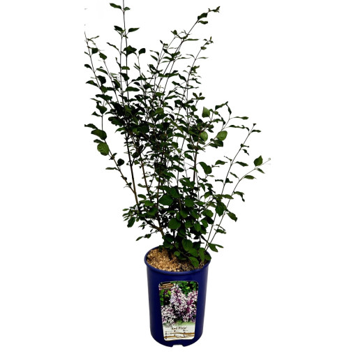 Lilas (Syringa) Red Pixie pot,  4l