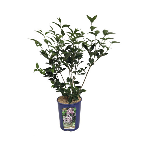 Lilas (sans) Miss Kim  4l