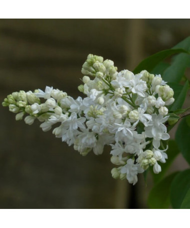 Lilac du Canada (Syringa) 'Agnes Smith' pot,  4l