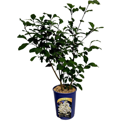 Lilac du Canada (Syringa) 'Agnes Smith' pot,  4l