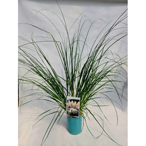 Herbe de la pampa 'Pumila'  4l