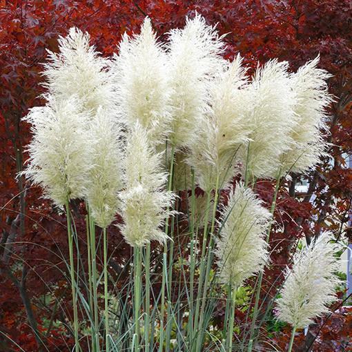 Herbe de la pampa 'White Plume'  4l