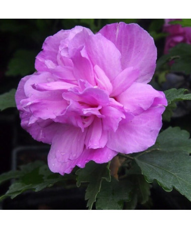 Hibiscus syrien (Hibiscus) Ardens, 2L