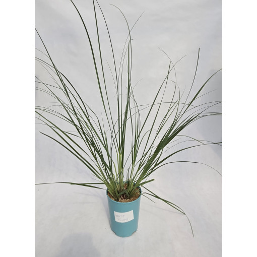 Herbe de la pampa 'White Plume'  4l