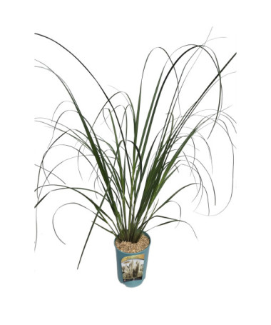 Herbe de la pampa White Feather  4l