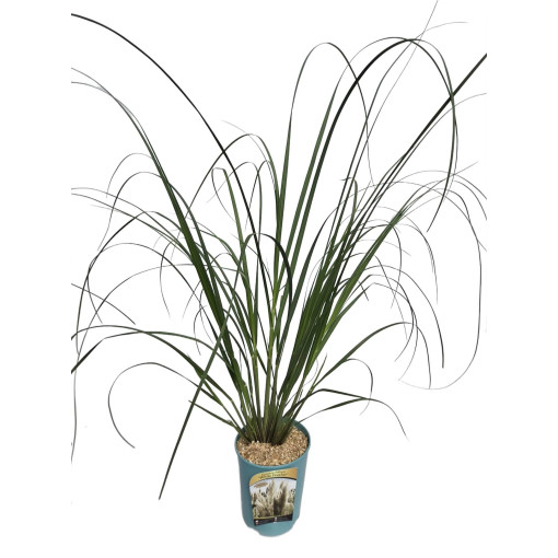 Herbe de la pampa White Feather  4l