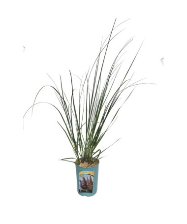 Herbe de la pampa Pink Feather  4l