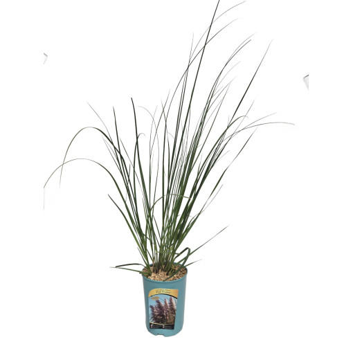 Herbe de la pampa Pink Feather  4l