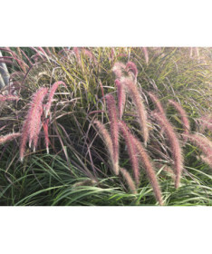 Pennisetum setaceum 'Rubrum'  4l