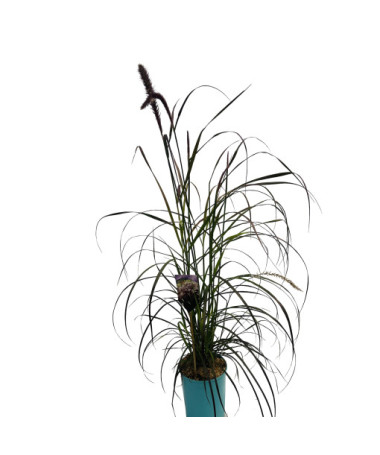Pennisetum setaceum 'Rubrum'  4l