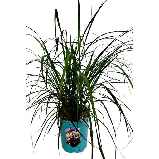 Pennisetum setaceum 'Rubrum'  4l