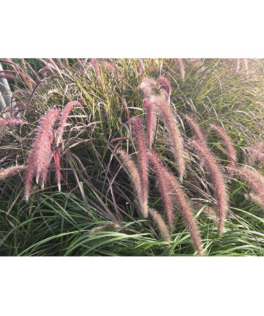 Pennisetum setaceum 'Rubrum' C2