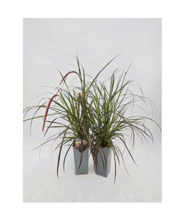 Pennisetum setaceum 'Rubrum' C2