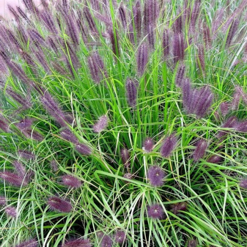Herbe de la Pampa Japonaise 'Red Head'  4l