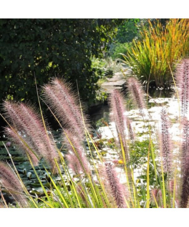 Herbe de la Pampa Japonaise 'Red Head'  4l