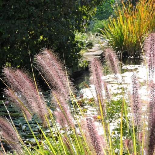 Herbe de la Pampa Japonaise 'Red Head'  4l