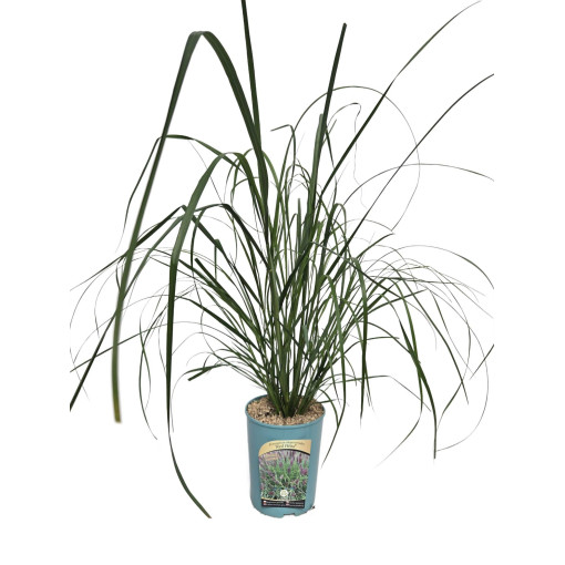 Herbe de la Pampa Japonaise 'Red Head'  4l