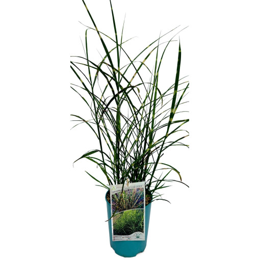 Miscanthus de Chine 'Little Zebra'  4l