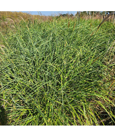 Miscanthus de Chine 'Little Zebra' 2L