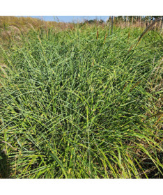 Miscanthus de Chine 'Little Zebra' 2L