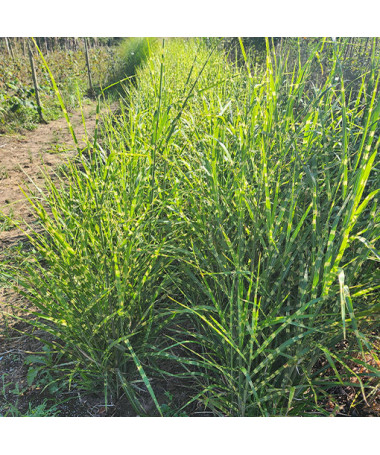 Miscanthus de Chine 'Little Zebra' 2L