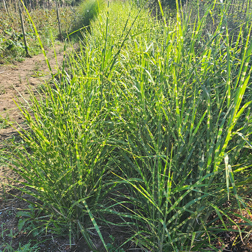 Miscanthus de Chine 'Little Zebra' 2L