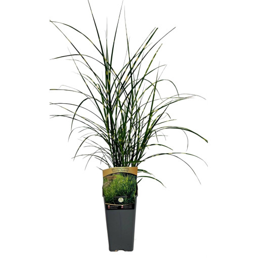 Miscanthus de Chine 'Little Zebra' 2L