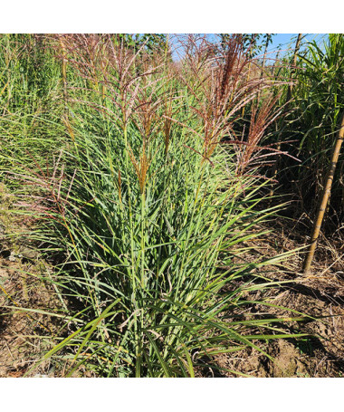 Miscanthus de Chine 'Red Chief'  4l