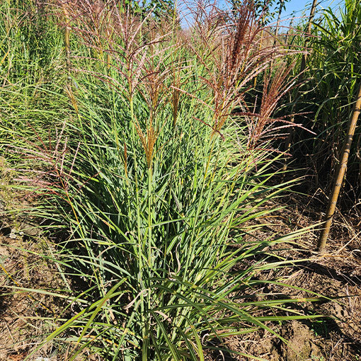 Miscanthus de Chine 'Red Chief'  4l