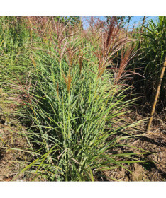 Miscanthus de Chine 'Red Chief'  4l