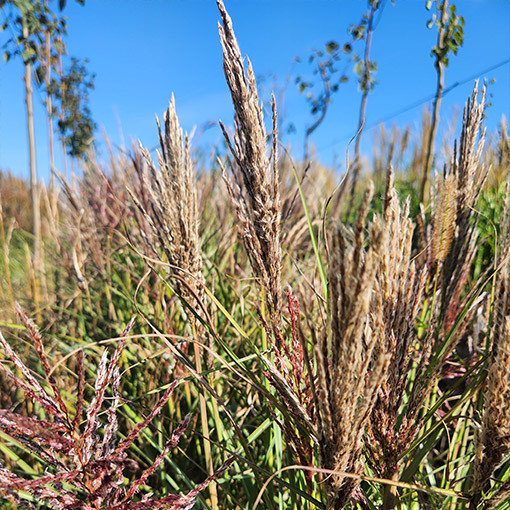 Miscanthus de Chine 'Red Chief'  4l