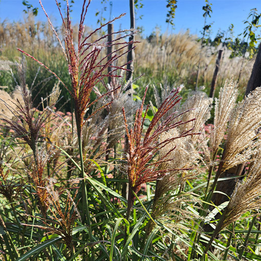 Miscanthus de Chine 'Red Chief'  4l