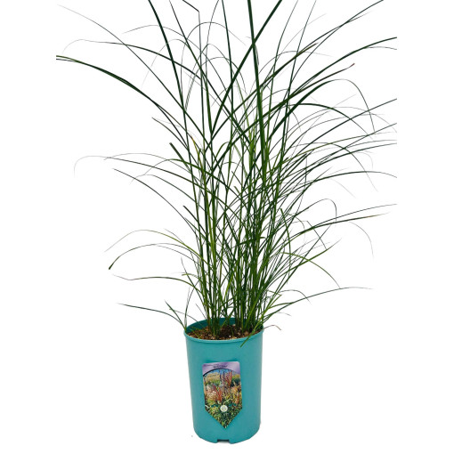 Miscanthus de Chine 'Red Chief'  4l