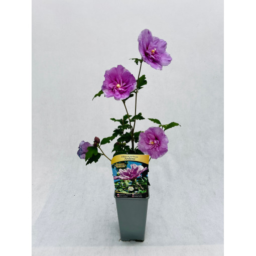 Hibiscus syrien (Hibiscus) Ardens, 2L