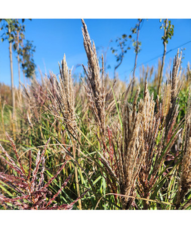 Miscanthus de Chine 'Red Chief' 2L