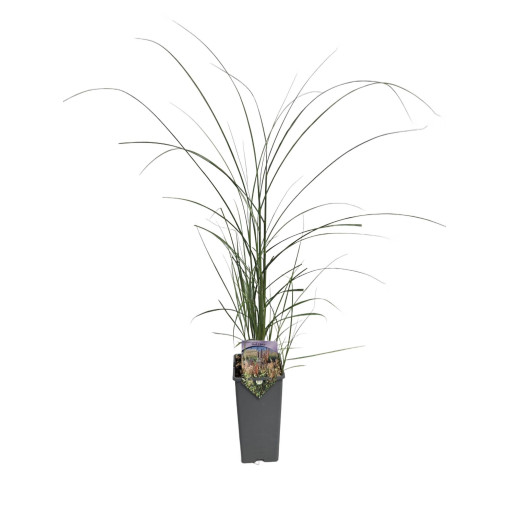 Miscanthus de Chine 'Red Chief' 2L