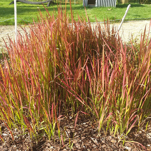 Herbe sanglante du Japon 'Red Baron'  4l