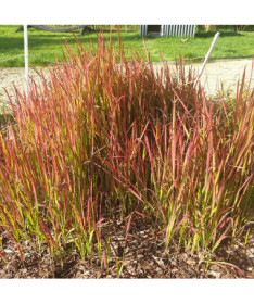 Herbe sanglante du Japon 'Red Baron'  4l