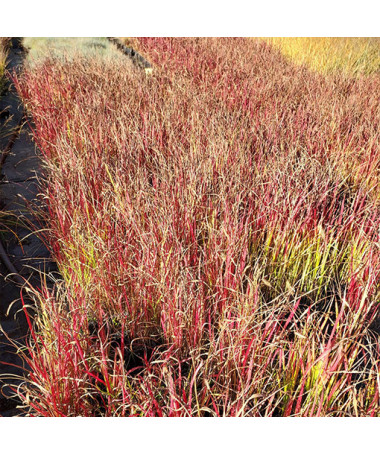 Herbe sanglante du Japon 'Red Baron'  4l