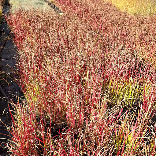 Herbe sanglante du Japon 'Red Baron'  4l