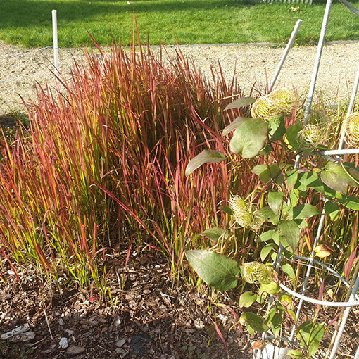 Herbe sanglante du Japon 'Red Baron'  4l