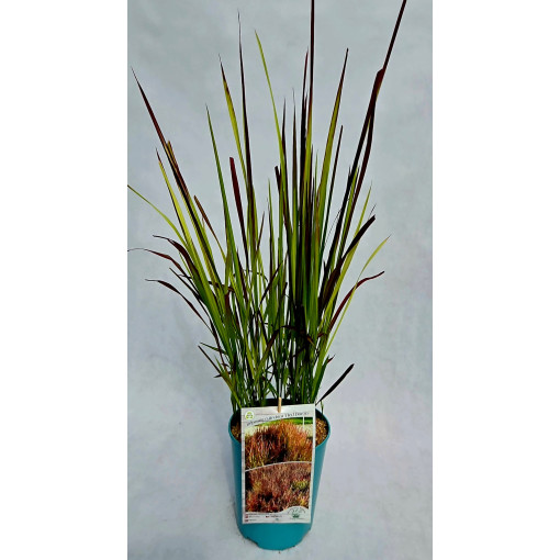 Herbe sanglante du Japon 'Red Baron'  4l