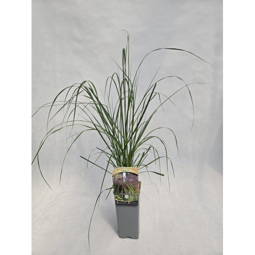 Herbe aux écouvillons japonaise LADY U, pot 4l