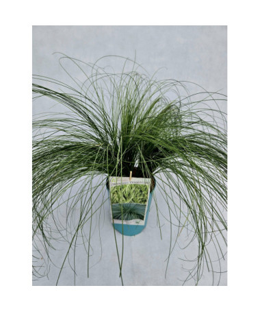 Laîche fine 'Frosted Curls' P 4l