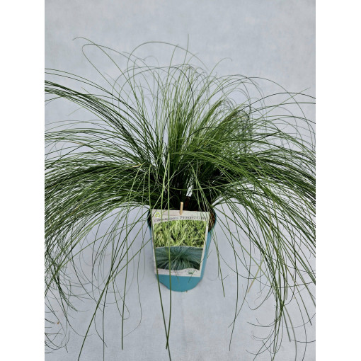 Laîche fine 'Frosted Curls' P 4l